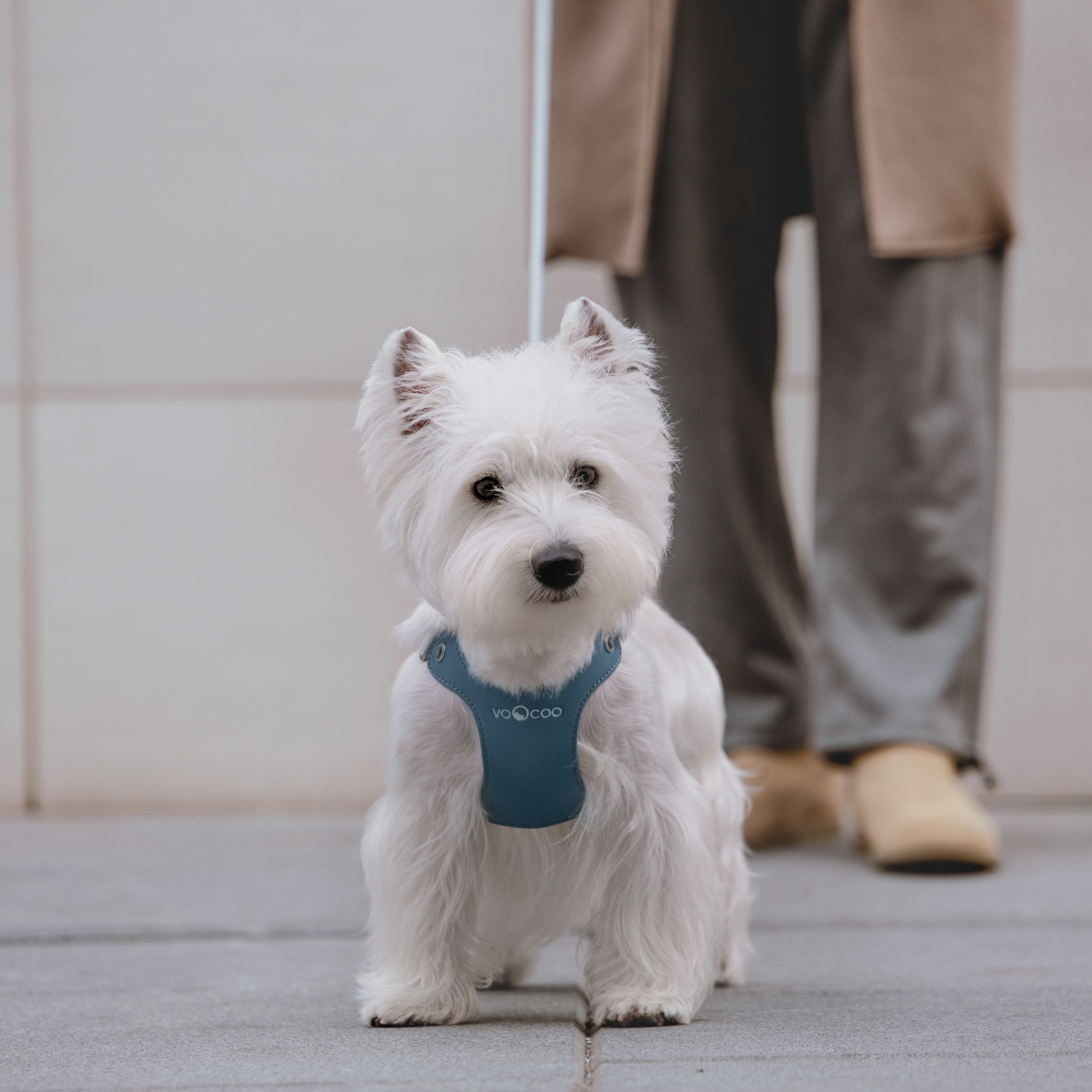 #OOTD Pet Harness and Leash Set