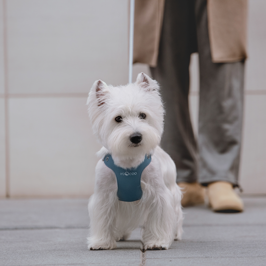 #OOTD Pet Harness and Leash Set