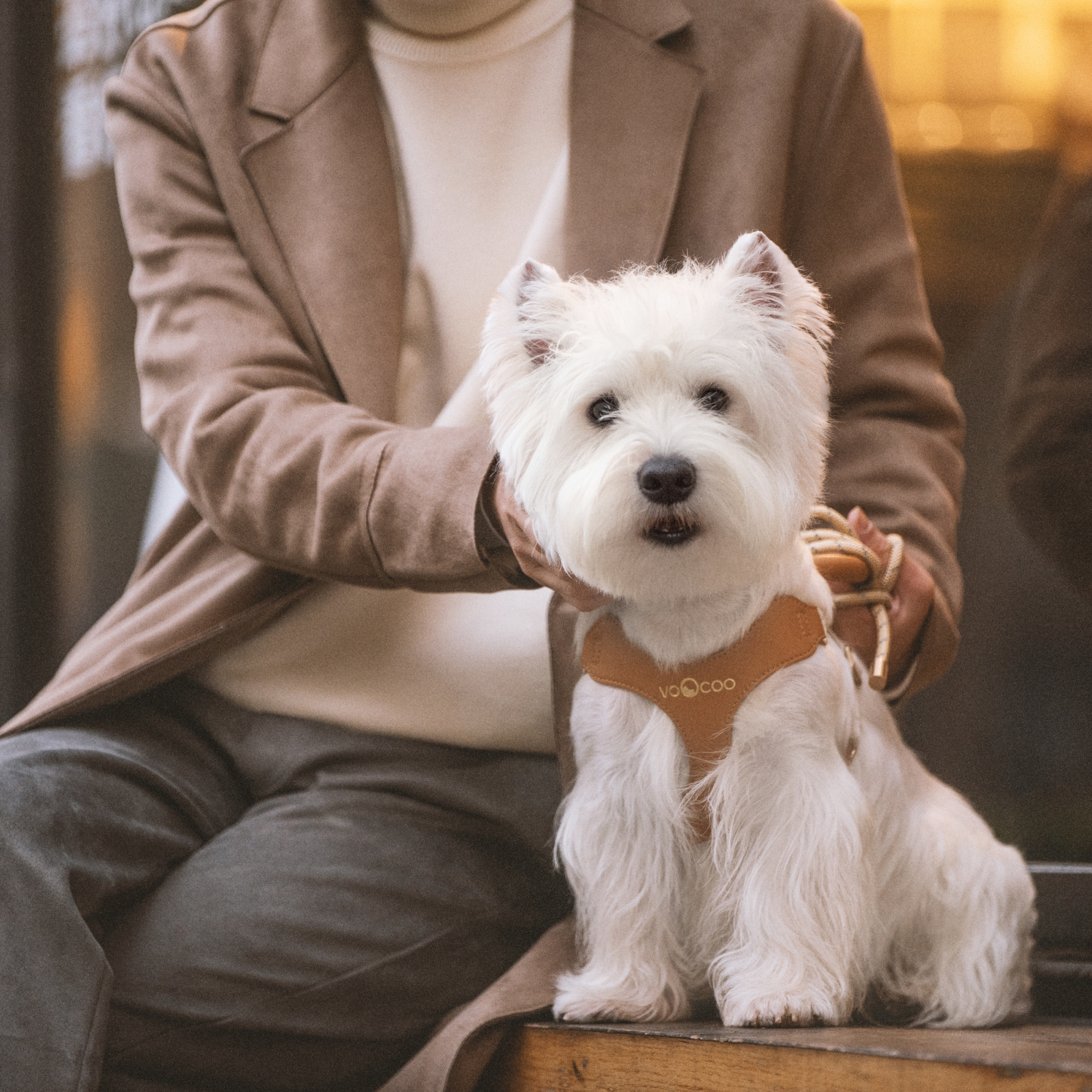 #OOTD Pet Harness and Leash Set