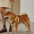 Load image into Gallery viewer, #OOTD Pet Harness and Leash Set
